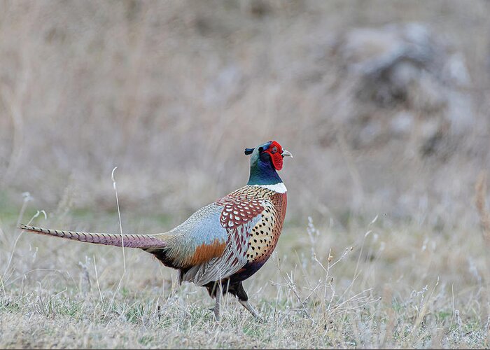 Ring-necked Pheasant Greeting Card featuring the photograph Ring-Necked Pheasant by Gary Beeler