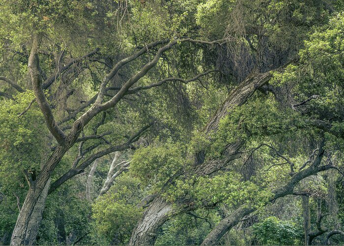 Oaks Greeting Card featuring the photograph Riparian Coast Live Oak Forest by Alexander Kunz