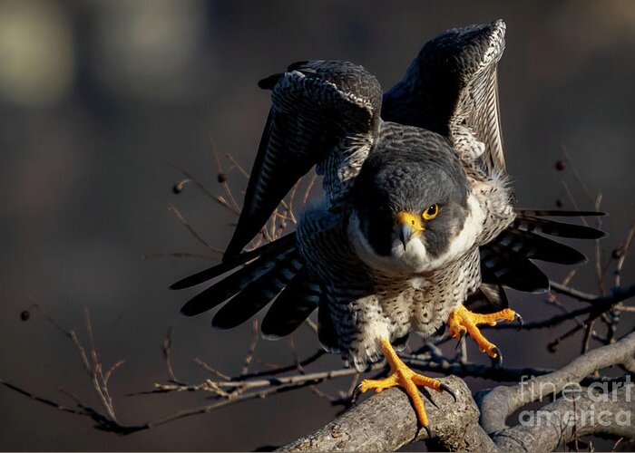 Falcon Greeting Card featuring the photograph Rise Up by Alyssa Tumale