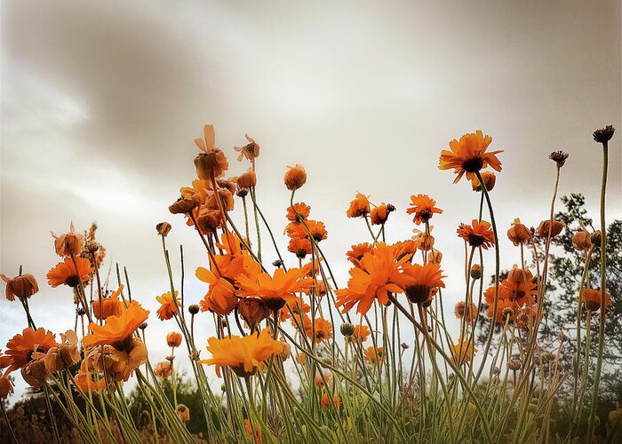 Flowers Greeting Card featuring the photograph Rise Up by Carmen Kern