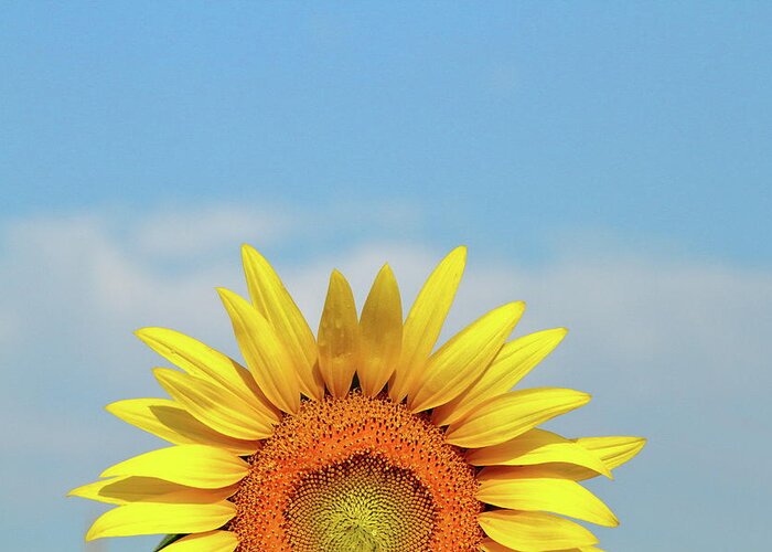 Sunflower Greeting Card featuring the photograph Rising Sun by Lens Art Photography By Larry Trager