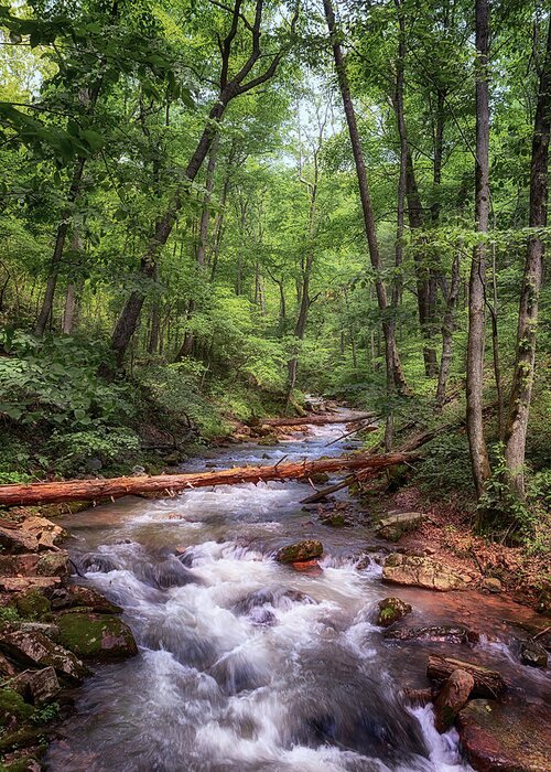 Roaring Run Greeting Card featuring the photograph Roaring Run Creek - Eagle Rock Virginia by Susan Rissi Tregoning