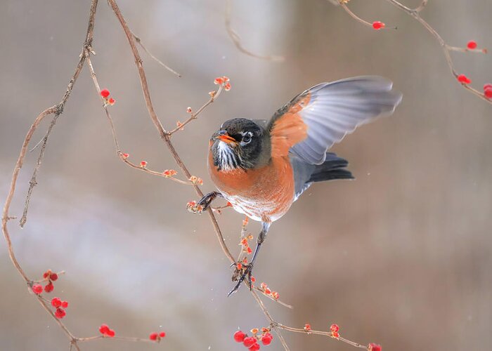 Waving Greeting Card featuring the photograph Robin Waving by Dan Sproul