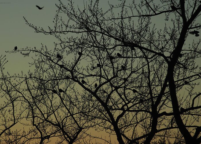 Dawn Greeting Card featuring the photograph Robins at Dawn Gather and Fly February 21 2021 by Miriam A Kilmer
