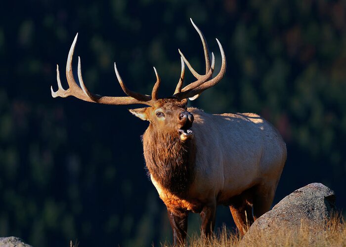 Rocky Mountain Bull Elk Bugling Greeting Card featuring the photograph Rocky Mountain Bull Elk bugling by Gary Langley