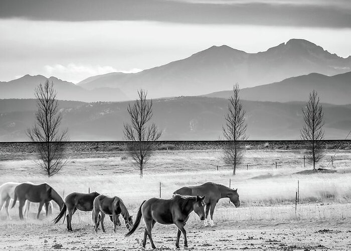 Rocky Mountains Greeting Card featuring the photograph Rocky Mountain Horses - Black and White Colorado Landscape by Gregory Ballos