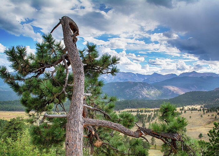 Colorado Greeting Card featuring the photograph Rocky Mountain Tree by Kyle Hanson