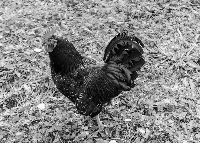 Rooster Greeting Card featuring the photograph Rooster BW by Cathy Anderson