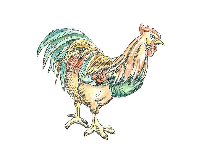 Rooster Greeting Card featuring the drawing Rooster Illustration by Dominic White