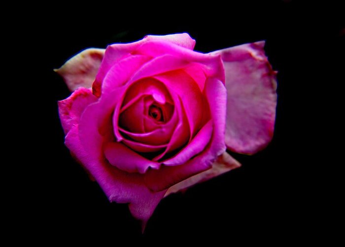 Rose Greeting Card featuring the photograph Rose Eye by Allen Nice-Webb
