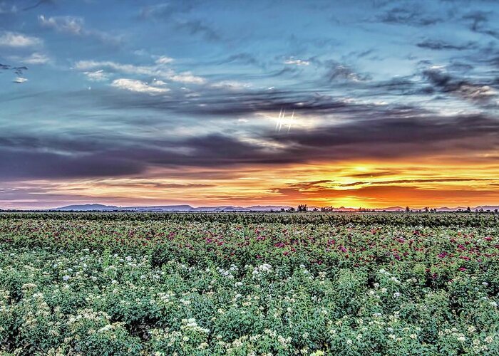 Visions West Valley Greeting Card featuring the photograph Rose Fields 48x by Randy Jackson