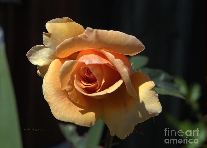 Botanical Greeting Card featuring the photograph Rose from the Grave by Richard Thomas