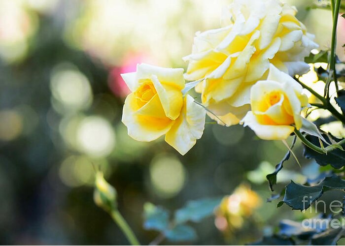 Rose Greeting Card featuring the photograph Rose garden with bokeh background and copy space. by Milleflore Images