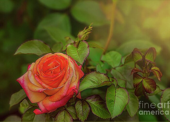 Rose Greeting Card featuring the photograph Rose Glow by Shelia Hunt
