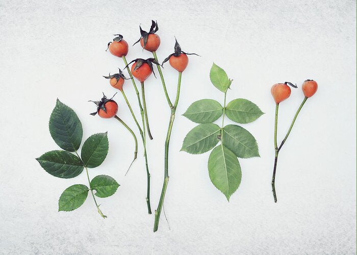 Rosehips Greeting Card featuring the photograph Rose Hips by Lupen Grainne