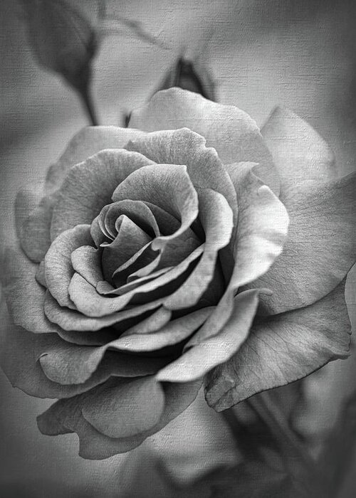 Rose Greeting Card featuring the photograph Rose-othello, The Rose Bw by Judy Wolinsky