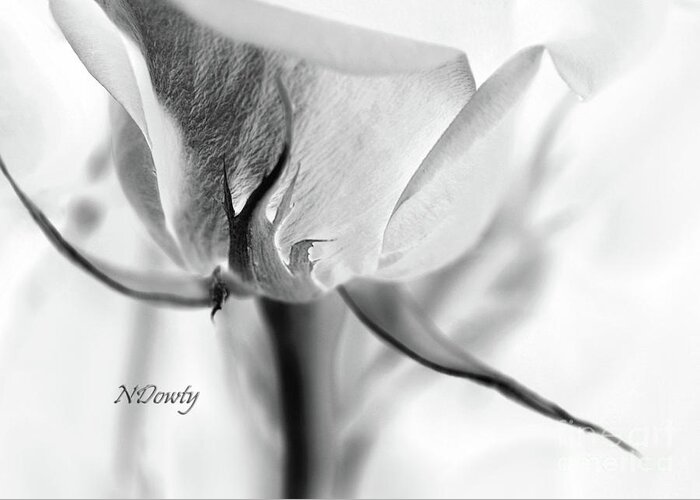 Rose Sepal Bw Greeting Card featuring the photograph Rose Sepal BW by Natalie Dowty
