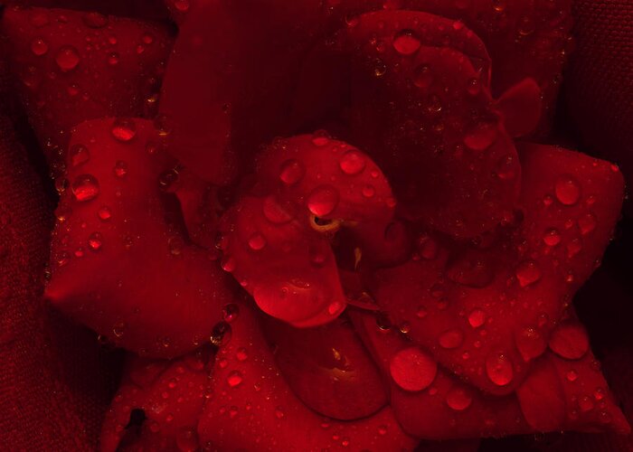 Rose Greeting Card featuring the photograph Rose with Water Droplets by Patrick Nowotny