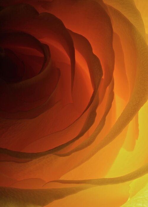 Macro Greeting Card featuring the photograph Rose Yellow 2295 by Julie Powell