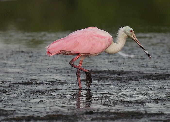 Roseate Spoonbill Greeting Card featuring the photograph Roseate Spoonbill 13 by Mingming Jiang