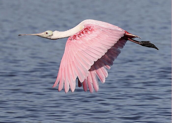 Roseate Spoonbill Greeting Card featuring the photograph Roseate Spoonbill 6 by Mingming Jiang