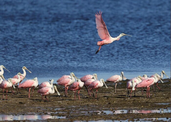 Roseate Spoonbill Greeting Card featuring the photograph Roseate Spoonbills Gather Together 5 by Mingming Jiang