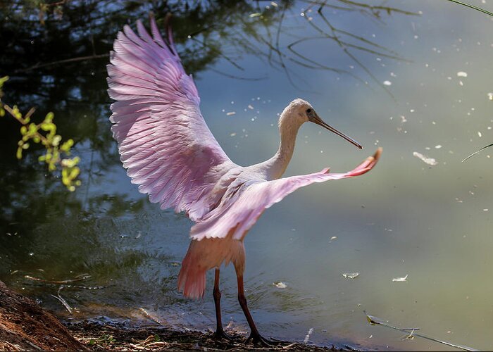 2020 Greeting Card featuring the photograph Roseate Spoonbill Wings 3 by Dawn Richards