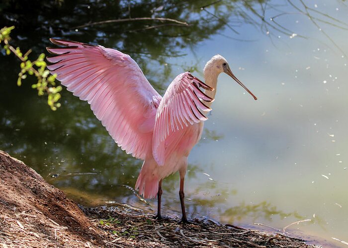 2020 Greeting Card featuring the photograph Roseate Spoonbill Wings 5 by Dawn Richards