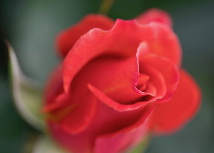 Face Mask Greeting Card featuring the photograph Rosebud 2 by Ryan Weddle