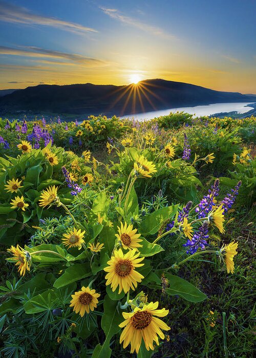 Oregon Greeting Card featuring the photograph Rowena Sunrise by Patrick Campbell