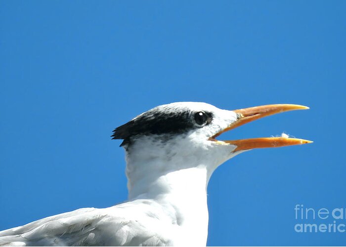 Royal Tern Greeting Card featuring the photograph Royal Laughing by Beth Myer Photography