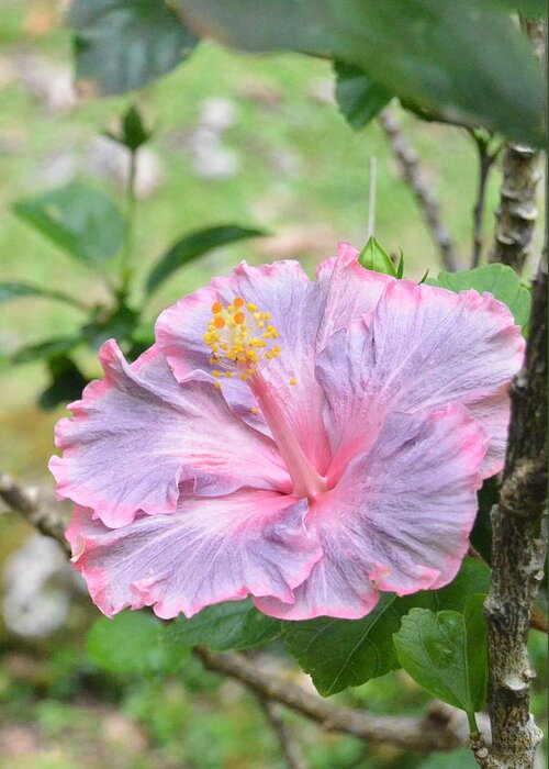 Flower Greeting Card featuring the photograph Ruffled Purple Pink Hibiscus by Amy Fose