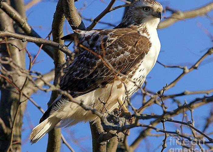 Red Tail Hawk Greeting Card featuring the photograph Ruffled Red Tail Hawk by Yvonne M Smith