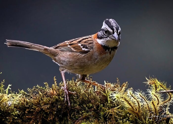 Gary Johnson Greeting Card featuring the photograph Rufous-Collared Sparrow by Gary Johnson