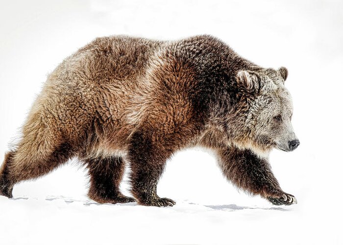 Grizzly Greeting Card featuring the photograph Runaway Grizzly In Snow by Athena Mckinzie