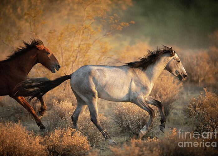 Salt River Wild Horses Greeting Card featuring the photograph Running Free by Shannon Hastings