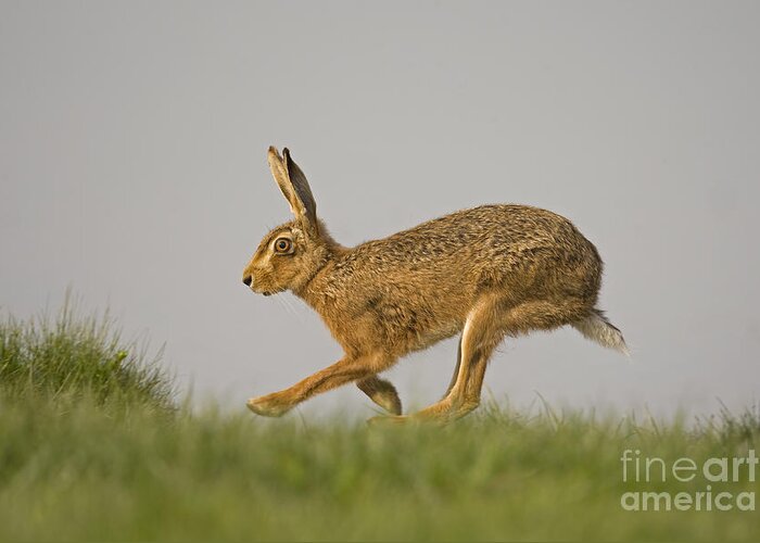 80084301 Greeting Card featuring the photograph Running Hare by Roger Tidman