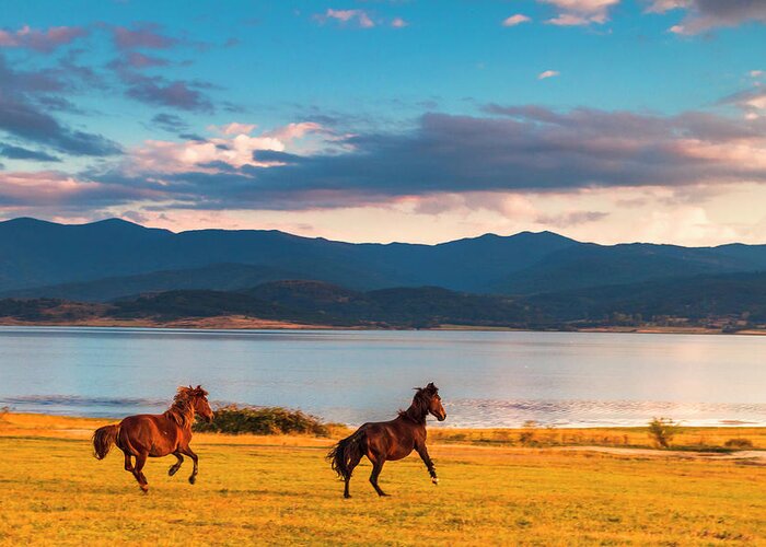 Animal Greeting Card featuring the photograph Running Horses by Evgeni Dinev