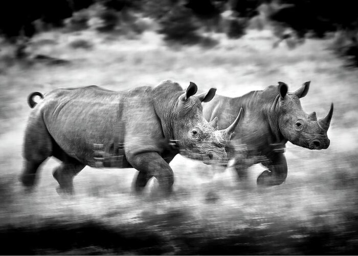 White Greeting Card featuring the photograph Running Rhinos, South Africa by Stu Porter