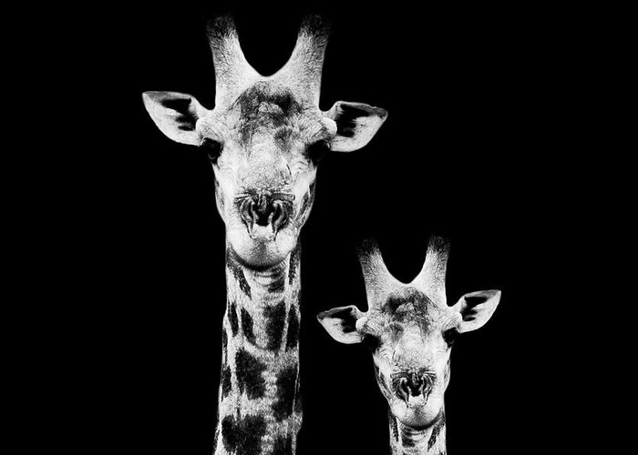 Wild Animals Greeting Card featuring the photograph Safari Profile Collection - Portrait of Giraffe and Baby Black Edition I I I by Philippe HUGONNARD