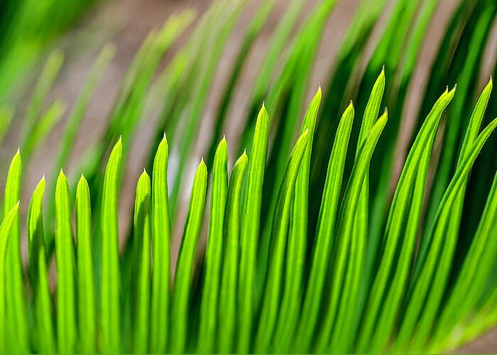 Sago Palm Greeting Card featuring the photograph Sago Palm by WAZgriffin Digital