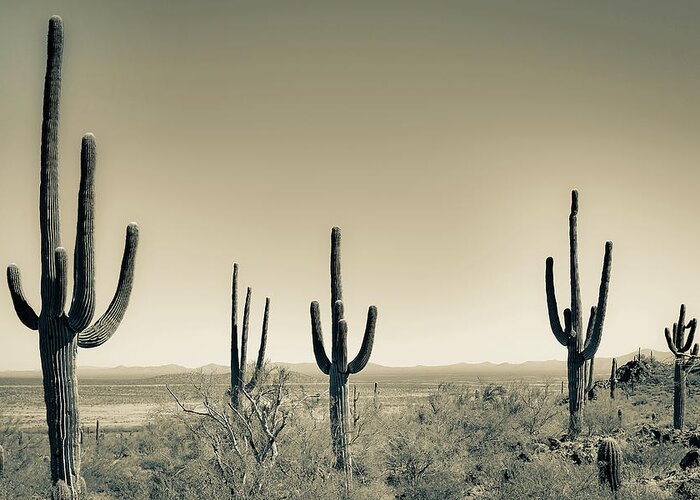 Saguaro Cacti Greeting Card featuring the photograph Saguaro Landscape Sepia by Jennifer Wright