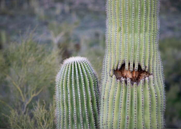 Saguaro Greeting Card featuring the photograph Saguaro Smile by Bonny Puckett