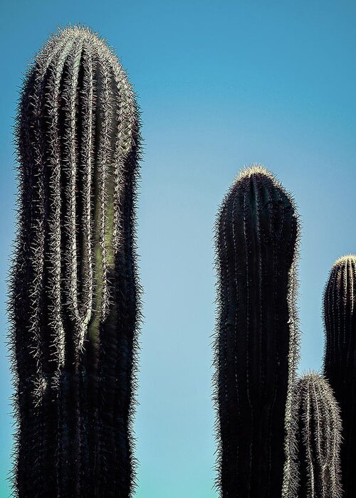 Arid Greeting Card featuring the photograph Saguaro Stand by Jennifer Wright