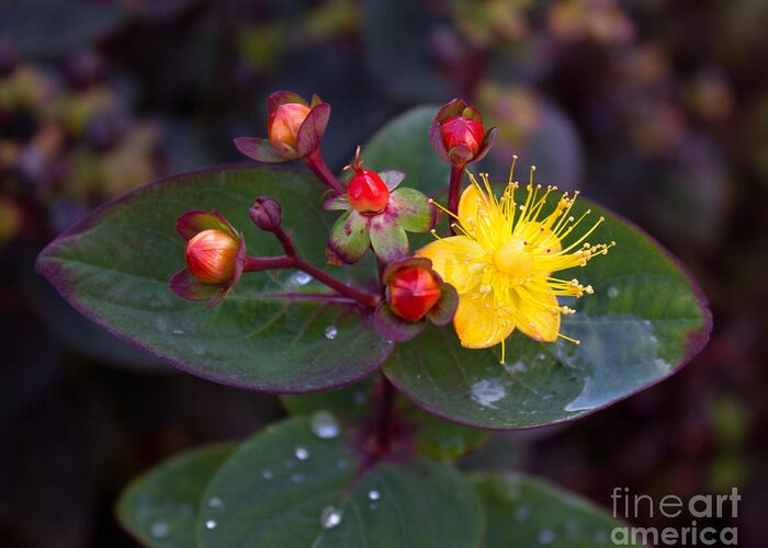 Saint John's Wort Greeting Card featuring the photograph Saint Johns Wort and Berries by Sea Change Vibes