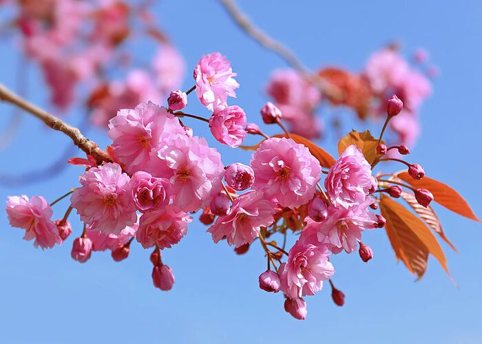 Pink Blossom Greeting Card featuring the photograph Sakura in a blue sky by Maria Meester