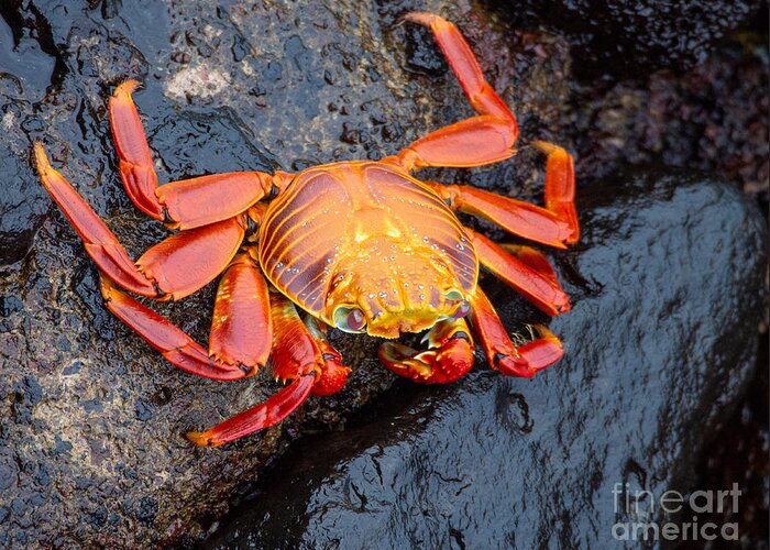 Crab Greeting Card featuring the photograph Sally Lightfoot Crab in the Galapagos by L Bosco