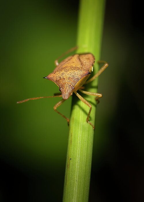 Spined Soldier Bug Greeting Card featuring the photograph Sally the Stink Bug by Mark Andrew Thomas