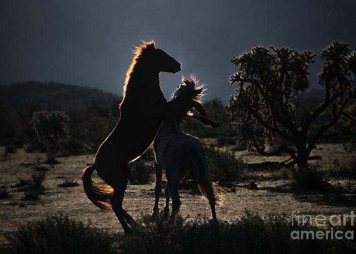 Horse Greeting Card featuring the photograph Salt River Early Morning Tango by Lisa Manifold