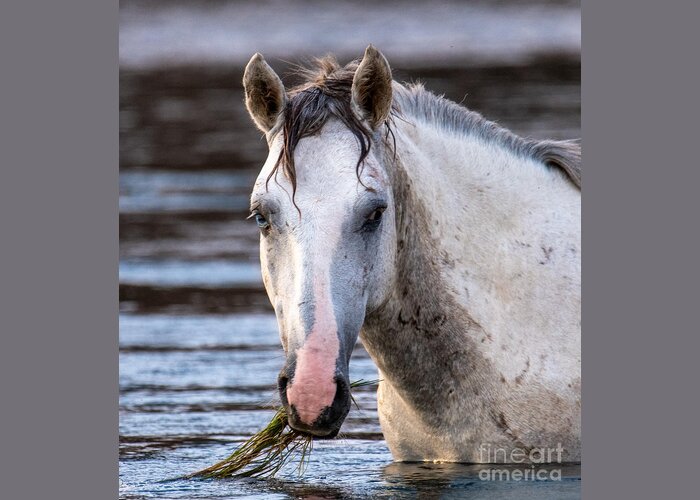 Salt River Wild Horse Rascal Greeting Card featuring the digital art Salt River Wild Horse Rascal by Tammy Keyes